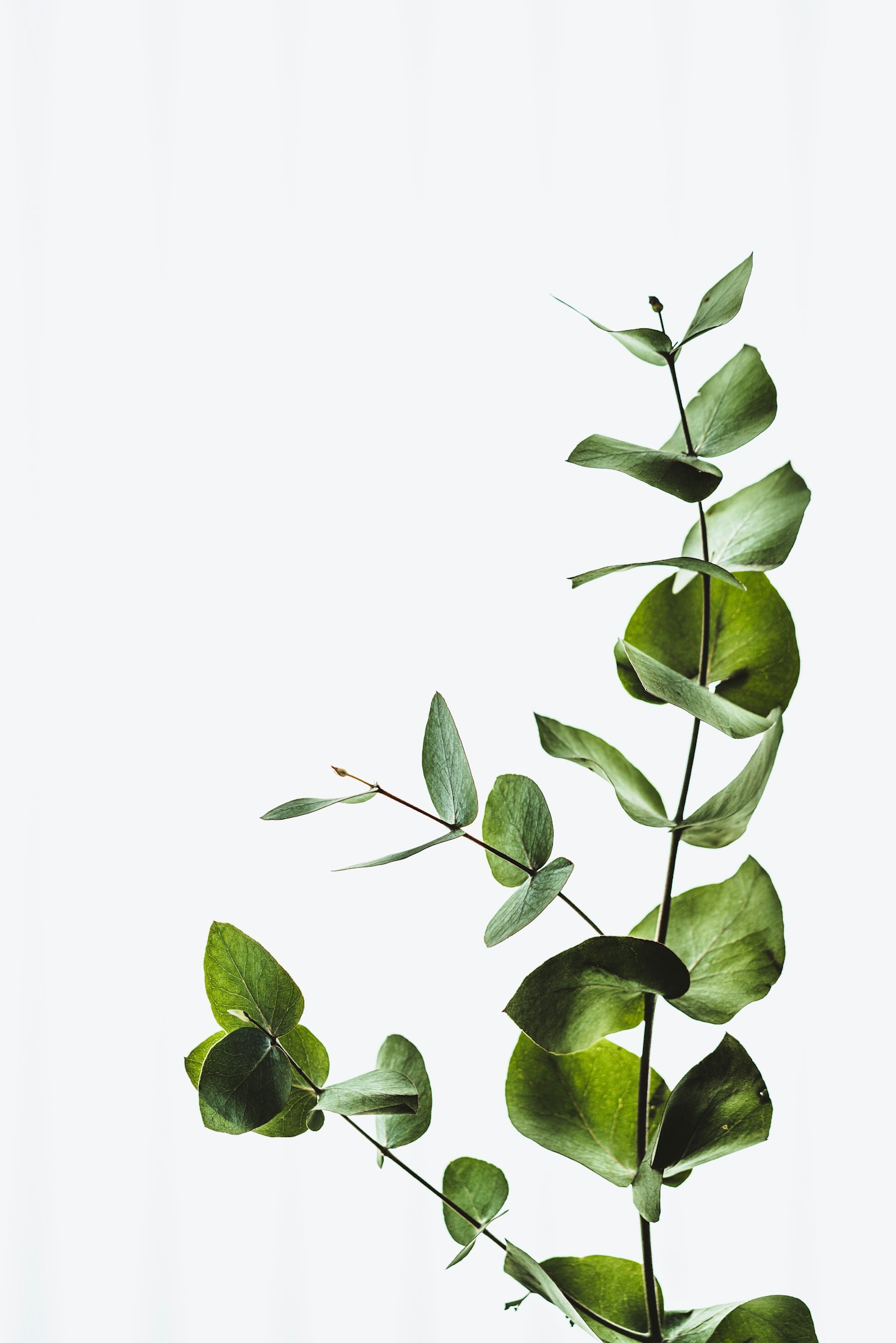 Crafting Calm: The Science Behind Our Blends